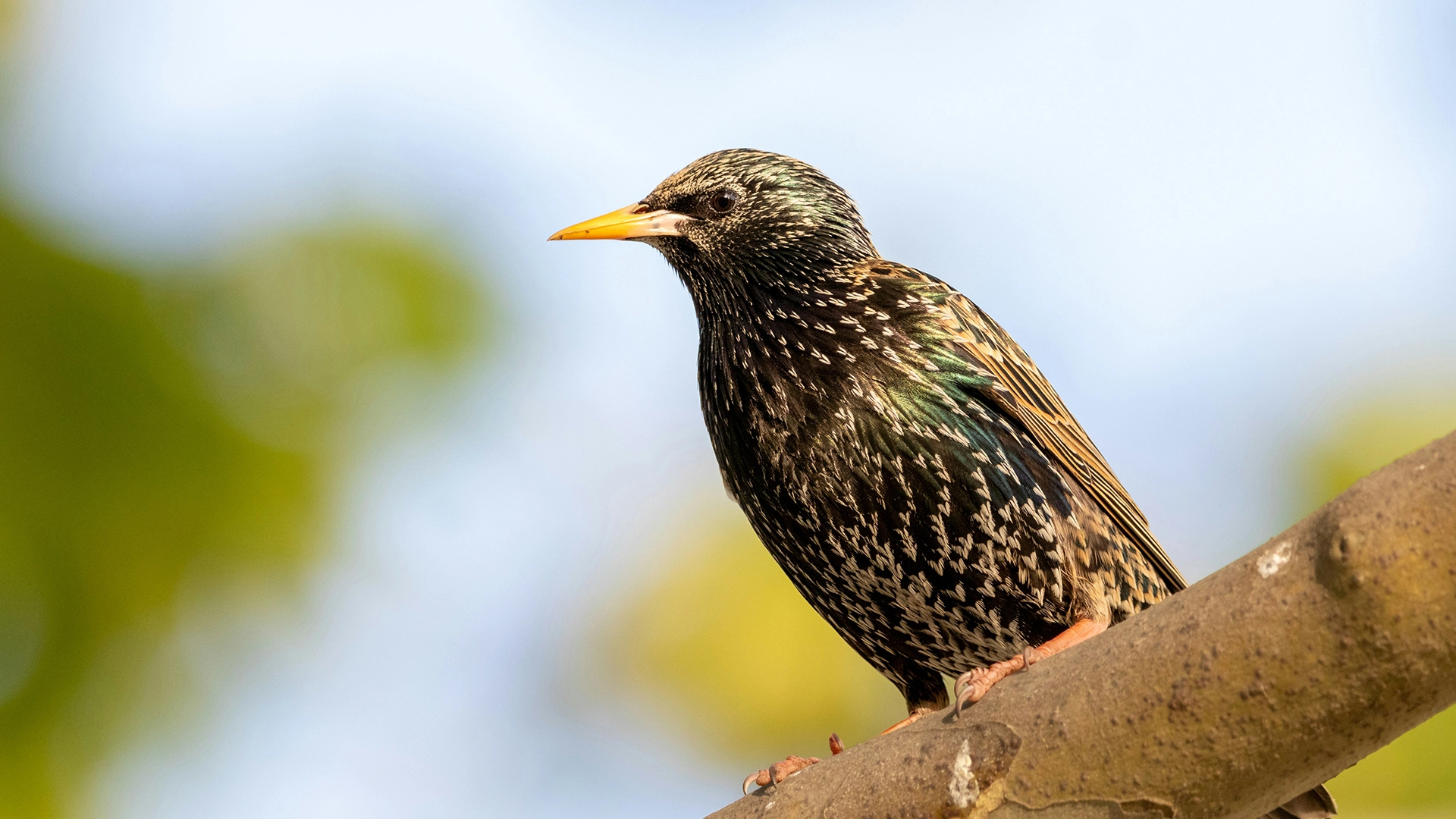 研究者たち、鳥にデータを保存する方法を試験する